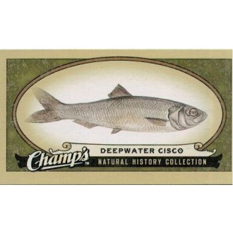 Řadové karty - Deepwater Cisco - 2009-10 Champs No.464