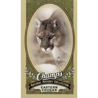 Řadové karty - Eatsern Cougar - 2009-10 Champs No.476